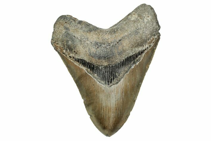 Serrated, Fossil Megalodon Tooth - North Carolina #340849